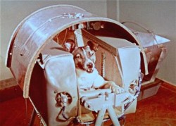 Laika Dog Laika Dog