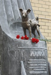 Russia Space Dog