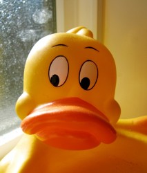 Little yellow ducks, the new face of fighing climate change (Wikimedia Commons)