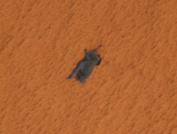 The injured long-tailed bat clings onto Discovery's external fuel tank (NASA)