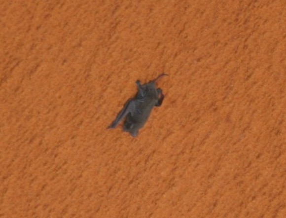 The injured Free-tailed bat clings onto Discovery's external fuel tank on Sunday (NASA)