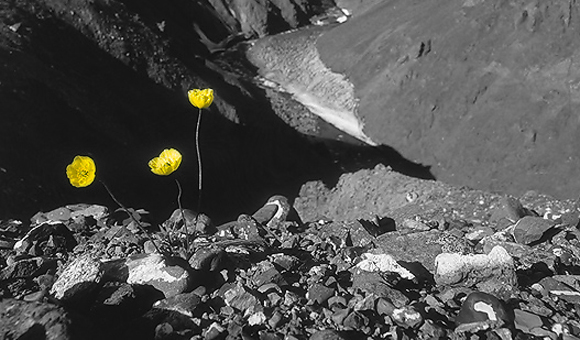 Flowers on Europa? (arcticimages.com/Ian O'Neill)