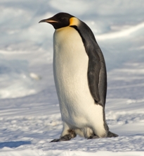 Emporer penguin.
