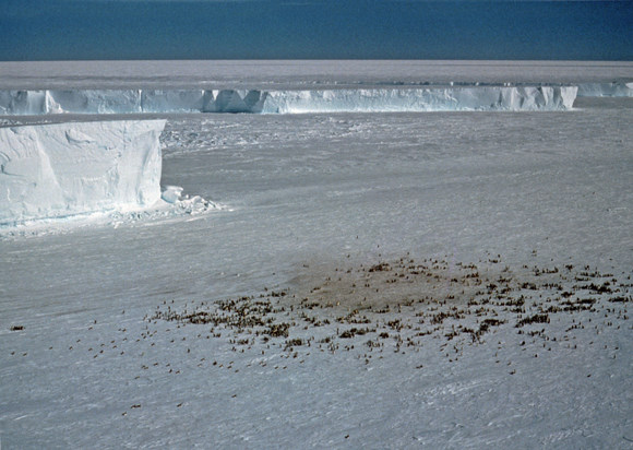 An emporer penguin colony at Halley Bay. Credit: British Antarctic Survey