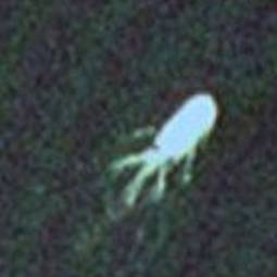 Close-up view from Google Earth. Close-up view from Google Earth.