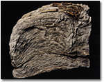 Fossil stromatolite, Barberton Mountains South Africa (2.5 billion years old) Fossil stromatolite, Barberton Mountains South Africa (2.5 billion years old)