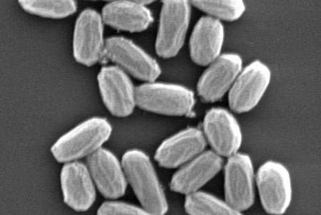 Certain strains of bacteria, including Bacilus Pumilus, may be able to survive on the Martian surface. Image credit: NASA