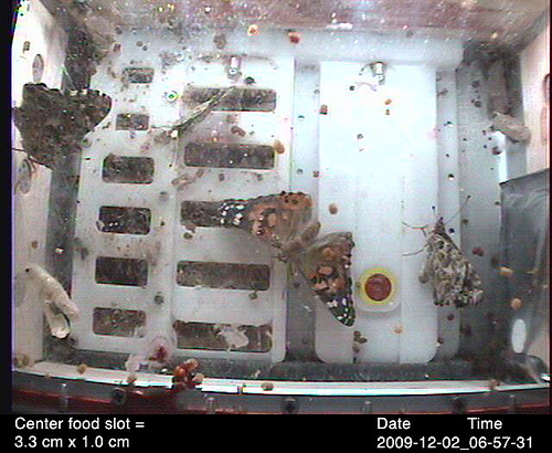 Butterflies on the ISS. Credit: BioEdOnline. Click to see more.