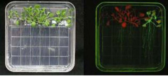 Arabidopsis plants imaged in white light (left) and Green Fluorescent Protein (GFP) excitation illumination, right. Image provided by Anna-Lisa Paul, Ph.D. and Robert Ferl, Ph.D., Department of Horticultural Sciences, University of Florida.