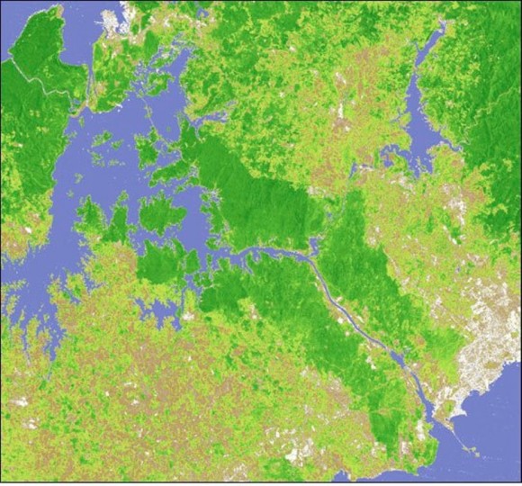Rainforest Pictures
