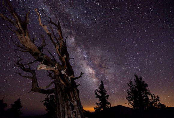 'Blazing Bristlecone' by Tom Lowe of the USA, winner of this years Astronomy Photographer of the Year competition.