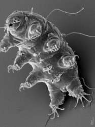 I-for-one-welcome-our-new-Water-Bear-overlords