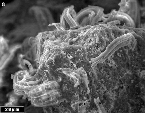 Image at 1000 X of multiple filaments and sheaths embedded in Orgueil meteorite. Credit: Journal of Cosmology
