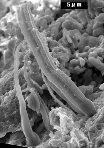 Image of permineralized remains in the one of the meteorites studied by Richard Hoover. Credit: Journal of Cosmology