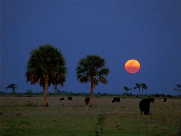 'The Moon rising behind a couple of palm trees with cows grazing in the foreground. As you can see in the image, the bottom half of the moon has a different tint due to the earths atmosphere.' Credit: Tom Connor, Parrish, FL