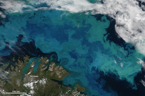 Phytoplankton bloom in the Barents Sea. Credit: NASA/Moderate Resolution Imaging Spectroradiometer (MODIS) on the Aqua satellite.