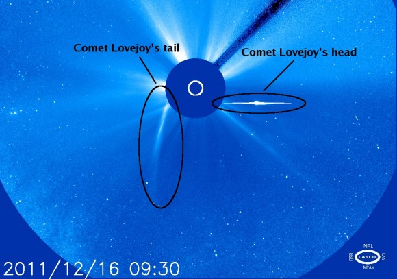 Lovejoy_loses_tail