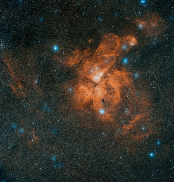 carina