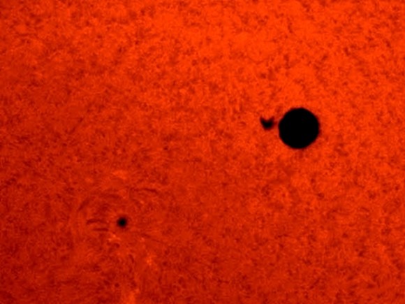 bird of prey venus