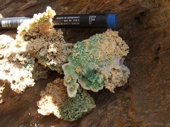 photosynthetic_bacteria2
