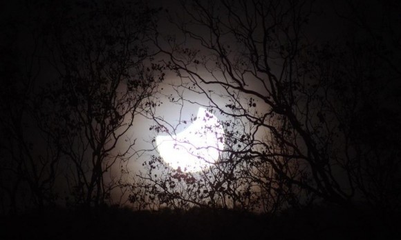 eclipse hollow trees
