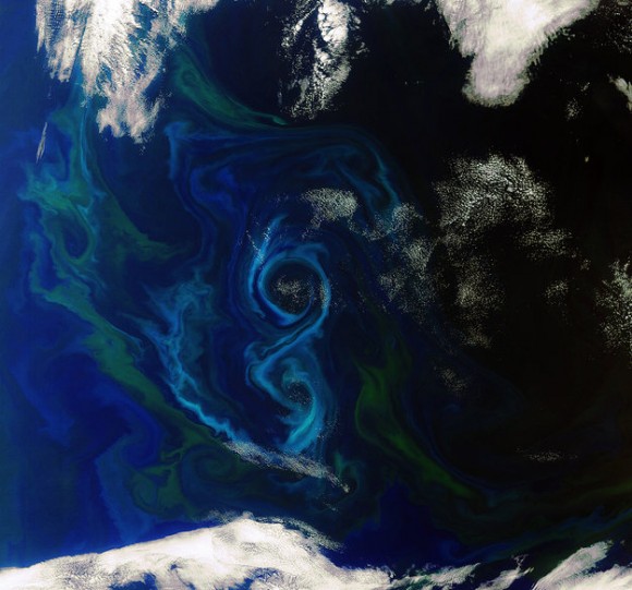 A_southern_summer_bloom_node_full_image