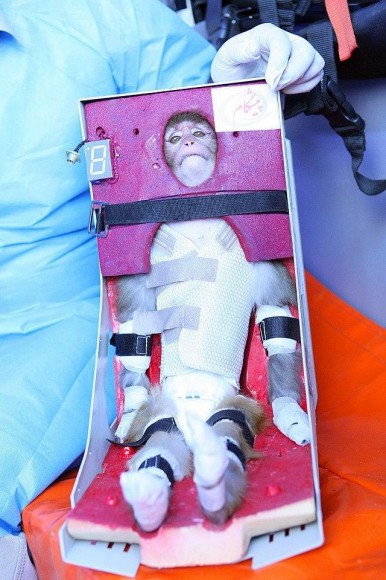 Iran's space monkey. Via Fox News. 