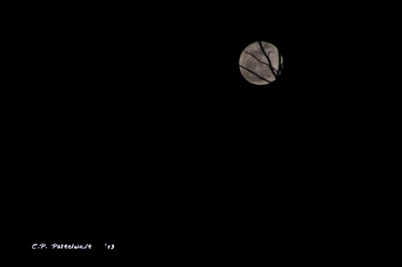 The Moon partially hidden by tree branches, taken on February 25, 2013. Credit and copyright: Carolyn Postelwait.