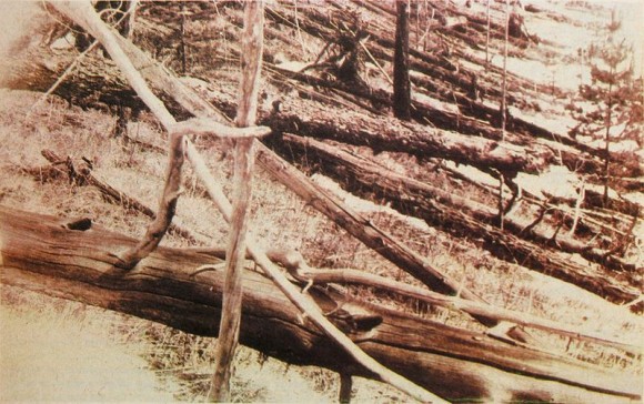A few of the many trees felled by the 1908 Tunguska explosion, photographed in 1929 (Wikipedia Commons)