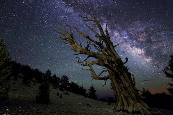 Ancient Bristlecone pines with an even more ancient Milky Way in the background. Credit and copyright: Ken Brandon.