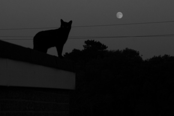 A supermoon+black cat... how many years of bad luck is that? (Credit: Mark McIntyre @markmac99 in oxford, UK).