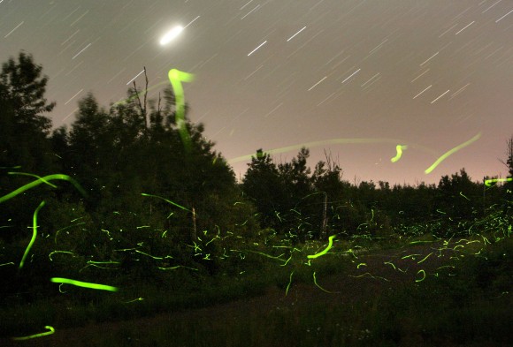 Fireflies make green trails of light during a time exposure on a July night. Jupiter is at upper left. Credit: Bob King