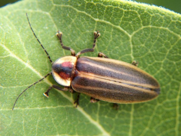 Adult Photurus firefly. Fireflies produce a cool light by combining oxygen in the air with the chemical luciferin. Credit: Bruce Marlin