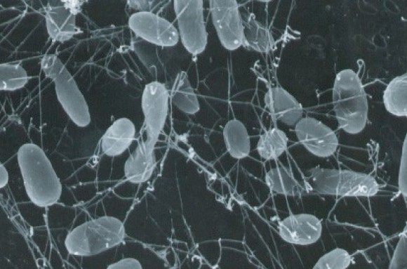 Thermophilic (heat-loving) bacteria may be among the last living creatures on Earth, the study suggests. Credit: Mark Amend / NOAA Photo Library