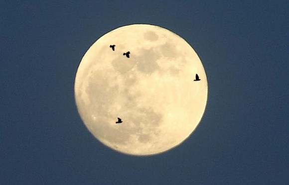 The moon provides the perfect backdrop for watching birds migrate at night. Observers with spotting scopes and small telescopes can watch the show anytime the moon is at or near full. Photo illustration: Bob King 