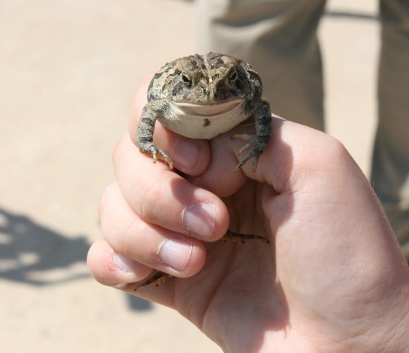 Close up of frog hiding near the Antares launch pad and apparently eager to jump aboard. Credit: Ken Kremer (kenkremer.com)