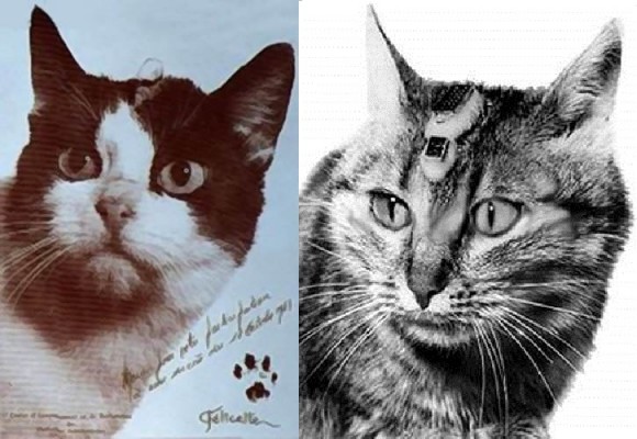 Felicette (left) and Felix in publicity shots prior to launch. Note the cranial electrode (!) implants.