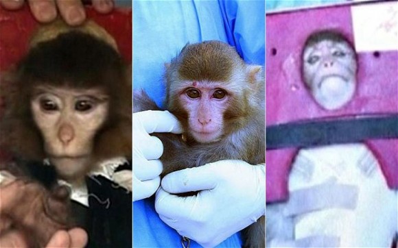 Monkey business? Iran displayed a decidedly different looking monkey before, during, and after launch earlier this year! (Credit: Iran News Agency).