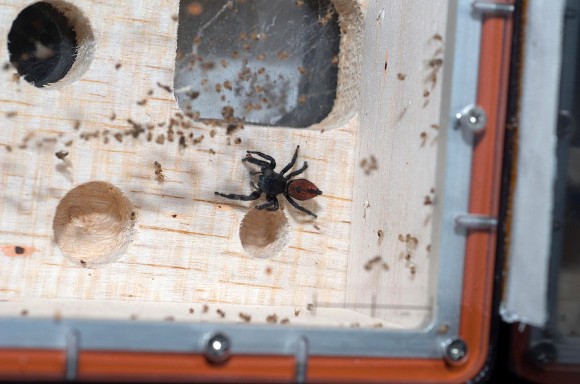 Nefertiti, the "Johnson Jumper" spider hunting for flies inside her habitat on board the International Space Station (ISS). (NASA)