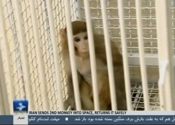 Shot from Iran state media of Fargan, a monkey who reportedly travelled to space in December 2013. Credit: newsdailyable (YouTube screenshot)