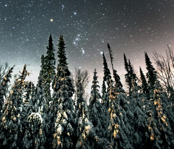Orion steps above towering spruce on a January evening. Credit: Bob King