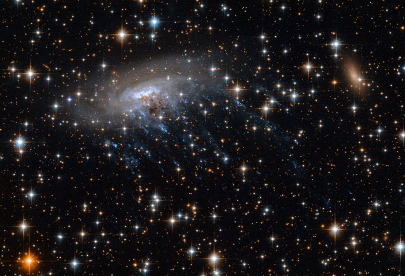 A Hubble Space Telescope image of spiral galaxy ESO 137-001 moving through galaxy cluster Abell 3627. The tendrils (visible in ultraviolet light) are gas flowing away from the galaxy as it moves through superheated gas in the area. Credit: NASA, ESA