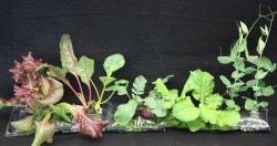 Crops successfully grown in Veggie include lettuce, Swiss chard, radishes, Chinese cabbage and peas. (NASA)