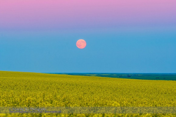 The rising "super moon" of July 12, 2014, rising above a canola field in southern Alberta, Canada. Credit and copyright: Alan Dyer/Amazing Sky Photography.